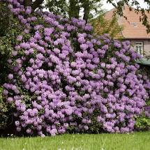 Rhododendron (azalea) 'Lavender Formosa' 3g