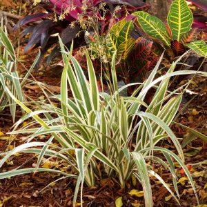 Variegated Flax Lily 1 gallon
