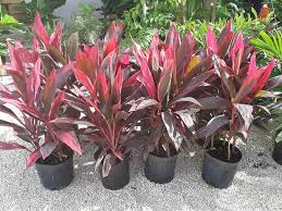 Cordyline Red Sisters Plant 3g