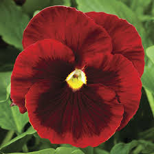 Pansy 4" Red w/Blotch or Face
