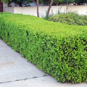 Buxus microphylla japonica - Japanese Boxwood