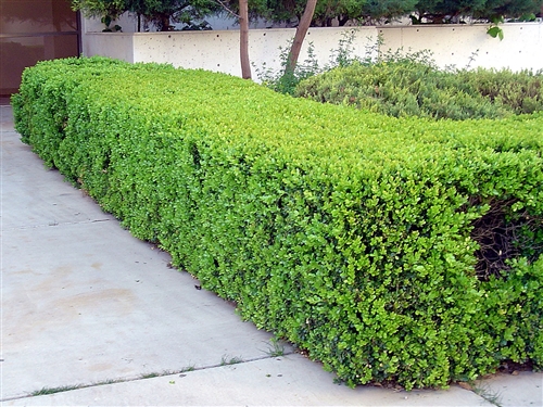 Buxus microphylla japonica - Japanese Boxwood