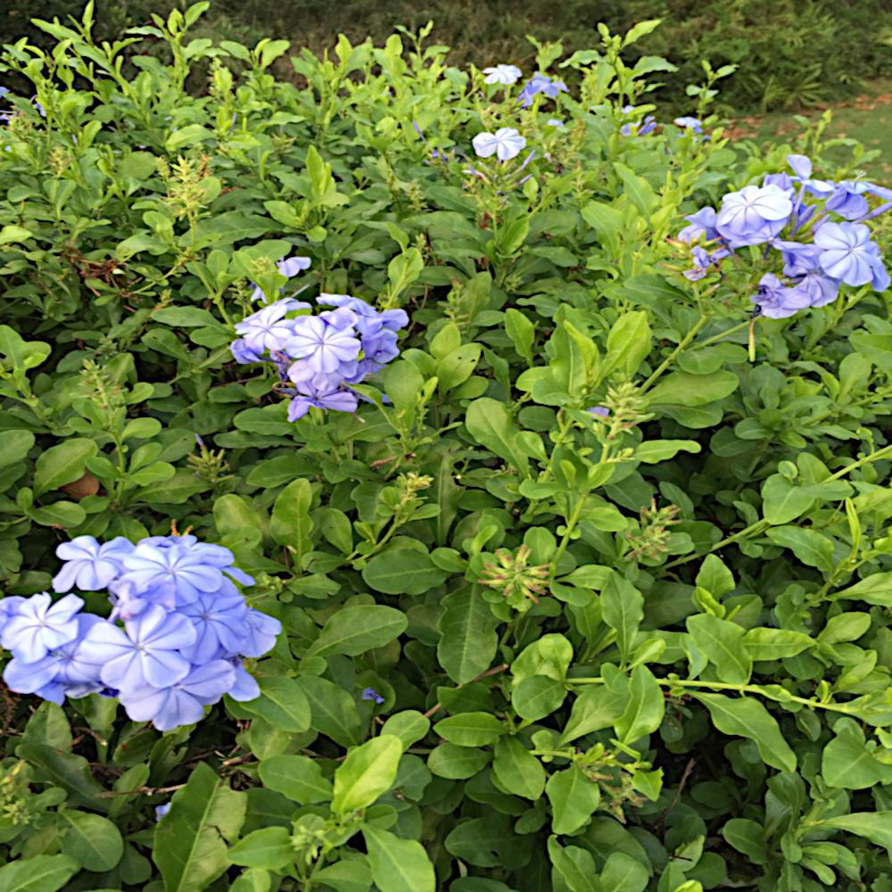 Imperial Blue Plumbago Shrub with Blue Flowers 3gal