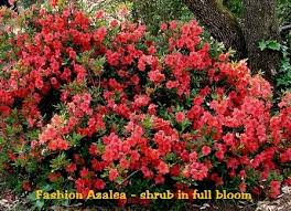 Rhododendron (azalea) 'Fashion' 3g